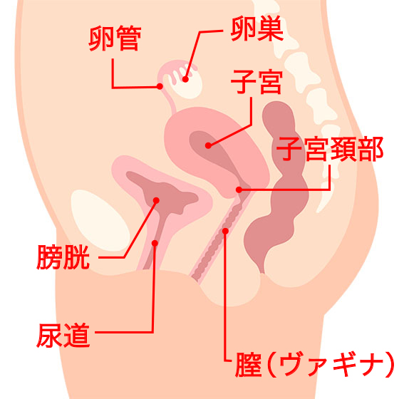 解説図
