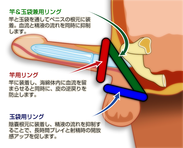 竿＆玉袋兼用リング：竿と玉袋を通してペニスの根本に装着。血流と精液の流れを同時に抑制します。竿用リング：竿に装着し、海綿体内に血流をとどまらせると同時に、皮の逆戻りを防止します。玉袋用リング：陰嚢根本に装着し、長時間のプレイと射精時の開放感アップを促します。