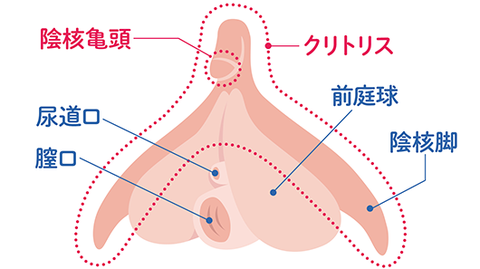 クリトリスの全体像のイラスト。陰核脚が伸びて前庭球が膣を包み込むように広がっている