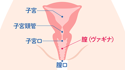 体内の女性器を正面から描いたイラスト。上から子宮・子宮頸管・子宮口・膣(ヴァギナ)・膣口が表されている