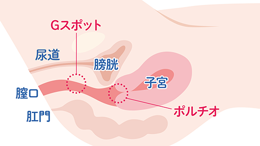 体内の女性器を横から描いたイラスト。子宮口の「ポルチオ」と膣の中腹の「Gスポット」を表している