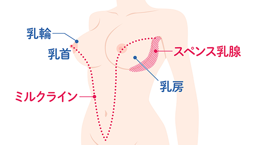 おっぱい周辺の性感帯を説明するイラスト。乳輪、乳首のほかにバージスラインのスペンス乳腺、脇下から乳首、臍下に集約されるミルクラインがある