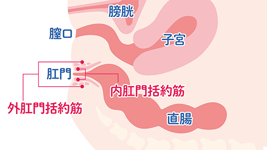 体内のアナルの部位を指し示したイラスト。膣口の下に肛門があり、肛門の周辺に「外肛門括約筋」と「内肛門括約筋」があり、直腸に繋がっている